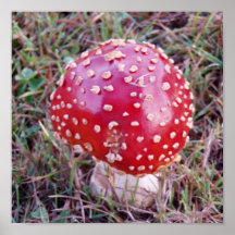 Toadstool #6 posterdruck