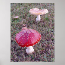 Toadstool #7 plakatdrucke