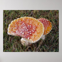 Toadstool #9 posterdrucke
