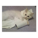 Toilettenpapierspaß Postkarte