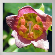 „Tollkirscheblume „postieren