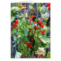 Tomaten Karte