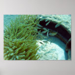 Tomates Schwimmen mit Anemone Plakat