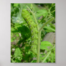 tomatobug posterdrucke