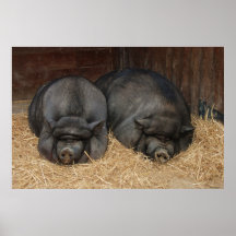 Topf aufgeblähter Schwein-enormer Plakat-Druck