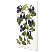 Torenia asiatica pulcherrima leinwanddruck