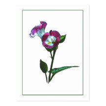 Torenia Botanica Foto-Skizze Postkarte