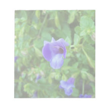 Torenia Kladde