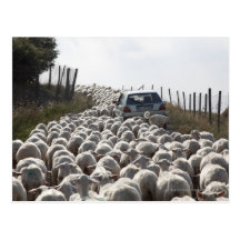 Toskana-Ackerlandstraße, Auto blockiert durch Herd Postkarte