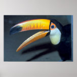Toucan Plakate