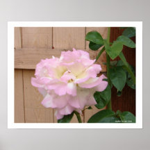 Touch der rosa Rose Posterdruck