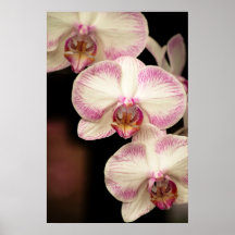 Touch des Rosas - Orchideen Posterdruck
