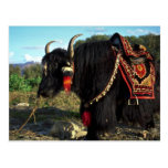 Touristische Yak, Tibet Postkarte