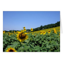 Tournesols Grußkarte
