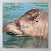 Tränkendes Tapir-Plakat