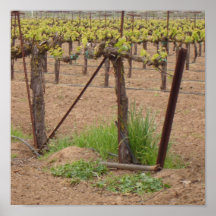 Trauben auf der Rebe - Weinkellerei-Fotografie Posterdruck
