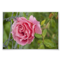 Traum fallengelassene Rose Fotografie