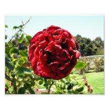 Traurige Rote Rose Photographien