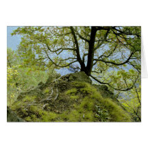 Tree/See Champlain Grußkarte