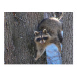 Treed Waschbär ~ Postkarte