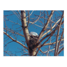 Treetop-Chalet - Postkarte