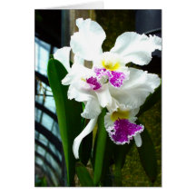 Treibhaus-Orchidee Karte