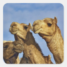 Trio der Kamele, Kamelmarkt, Kairo, Ägypten Quadratsticker