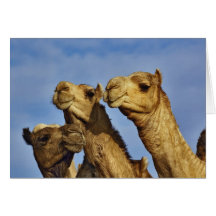 Trio der Kamele, Kamelmarkt, Kairo, Ägypten Karte