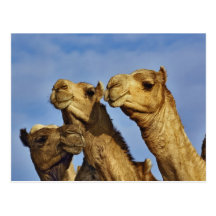 Trio der Kamele, Kamelmarkt, Kairo, Ägypten Postkarte