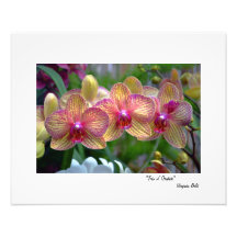 "Trio der Orchideen " Kunstphoto