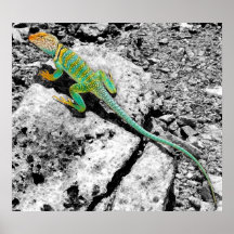 Trippiguana Poster
