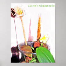 trockenes Blumenplakat