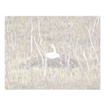 Trompeters-Schwan auf Nest Einladungskarte