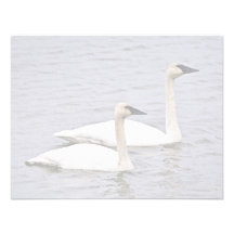 Trompeters-Schwan-Paare Personalisierte Einladungskarten