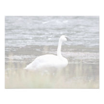 Trompeters-Schwan Personalisierte Einladungen