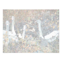 Trompeters-SchwanCygnets Einladungen