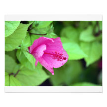Tropische Blume Foto
