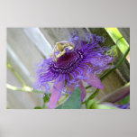 Tropische Blumenblüte der lila Leidenschaft herauf Plakatdruck