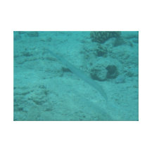 Tropische hawaiische Fisch-Leinwand der Nadelnase Gespannte Galeriedrucke