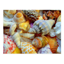 Tropische Seashells-Fotografie-Postkarten