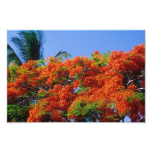 Tropischer Baum der roten Blume Foto Drucke