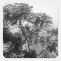 Tropischer Baum Schwarzweiss im Nebel Aufkleber
