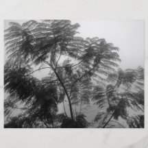 Tropischer Baum Schwarzweiss im Nebel Personalisierte Flyer
