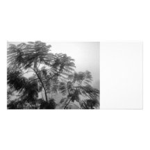 Tropischer Baum Schwarzweiss im Nebel Personalisierte Photo Karte