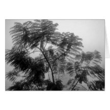 Tropischer Baum Schwarzweiss im Nebel Karten