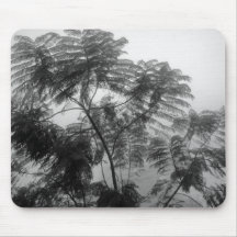 Tropischer Baum Schwarzweiss im Nebel Mousepads