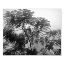 Tropischer Baum Schwarzweiss im Nebel Photo Druck
