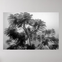 Tropischer Baum Schwarzweiss im Nebel Plakatdruck