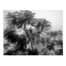 Tropischer Baum Schwarzweiss im Nebel Postkarten