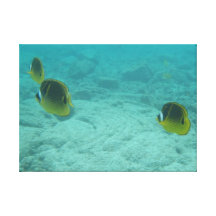 Tropischer Hawaiianer fischt UnterwasserLeinwand Galerie Falt Leinwand